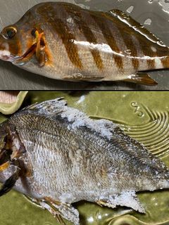 釣り人必見!タカノハダイの塩焼き-レシピのメイン写真