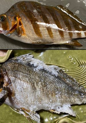 釣り人必見！タカノハダイの塩焼き-レシピのメイン写真