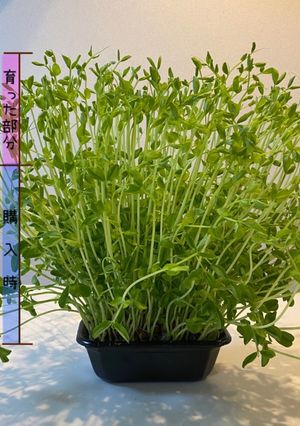 豆苗は切る前に♡初回採取量1.5倍育て方-レシピのメイン写真