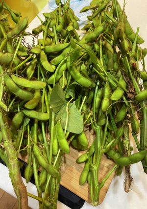 枝付き枝豆の処理-レシピのメイン写真