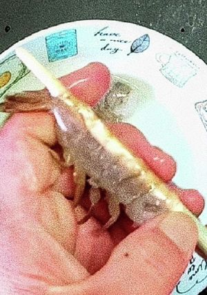 簡単下処理　めちゃ早いエビの殻剥き-レシピのメイン写真