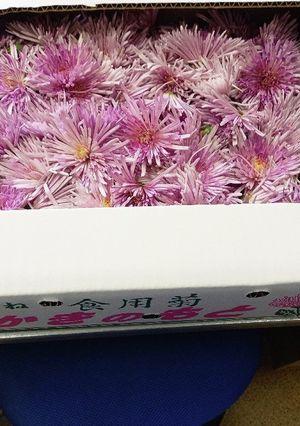 かきのもとの甘酢漬け-レシピのメイン写真