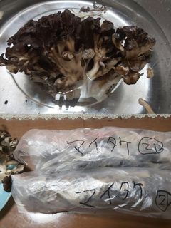 天然マイタケの下処理と長期冷凍保存-レシピのメイン写真