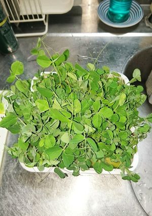 今年の豆苗はデカい？-レシピのメイン写真