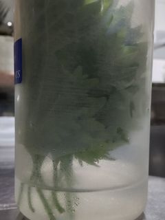 大葉 青じその保存-レシピのメイン写真