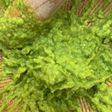 辛くて香りの良い手作り柚子胡椒