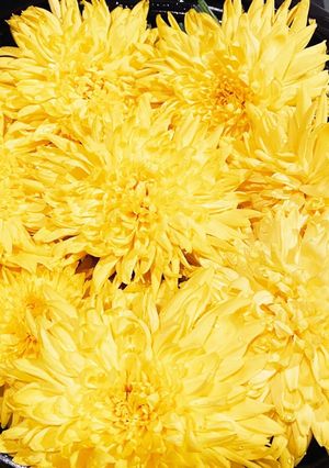菊花鍋 伝統和風エディブルフラワー鍋-レシピのメイン写真