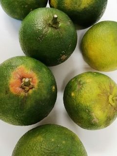 無敵の自家製ポン酢-レシピのメイン写真