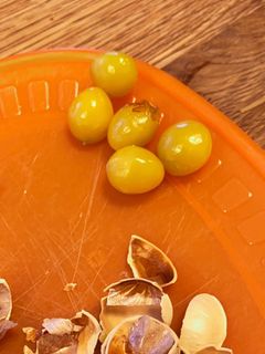 銀杏の世界一簡単な食べ方 割ってからチン-レシピのメイン写真