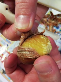 栗皮の剥ぎ方(覚書)-レシピのメイン写真