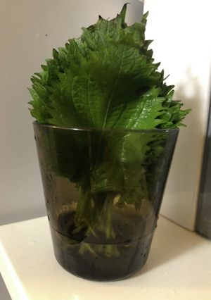 大葉の保存法-レシピのメイン写真