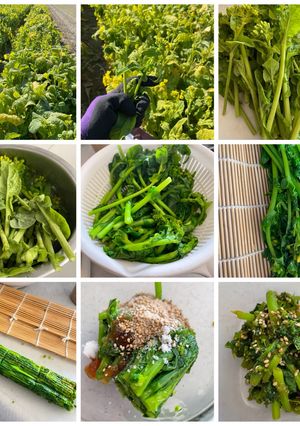 菜の花の胡麻和え（2026）-レシピのメイン写真