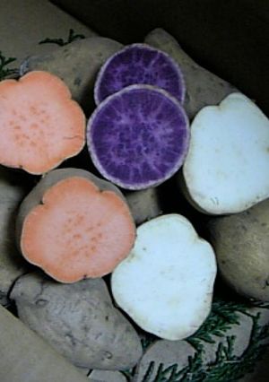 カラフルさつま芋のパウンドケーキ-レシピのメイン写真