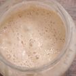 自家製レーズン酵母を使った元種