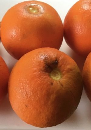 橙のポン酢-レシピのメイン写真