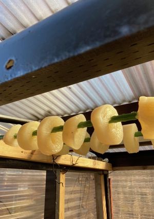 冬だけ…へそ大根作ろう！-レシピのメイン写真