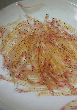 白魚の踊り食い～三杯酢で～-レシピのメイン写真