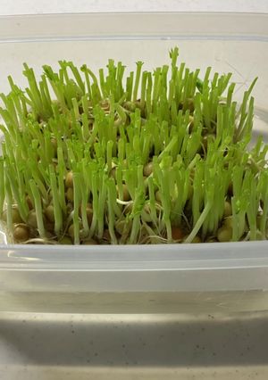 1袋で2度おいしい!ニョキニョキ豆苗^^-レシピのメイン写真