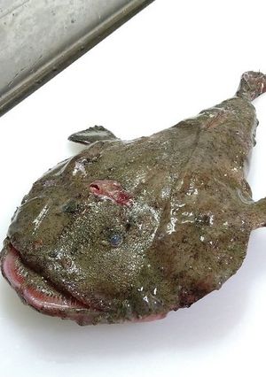 あんこうの捌き方-レシピのメイン写真