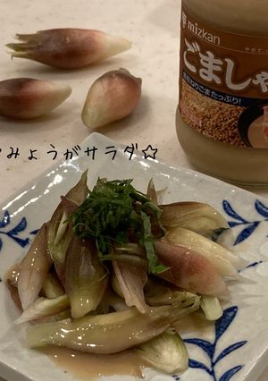 秒で完成！みょうがのゴマだれサラダ-レシピのメイン写真