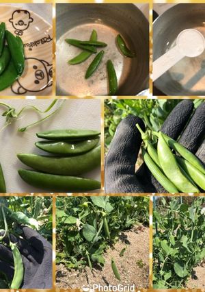 スナップえんどう塩茹で-レシピのメイン写真