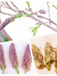 春限定!美味しい野草♪藤の花の天ぷら-レシピのメイン写真