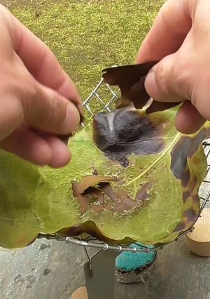 アボカドの葉葉茶-レシピのメイン写真