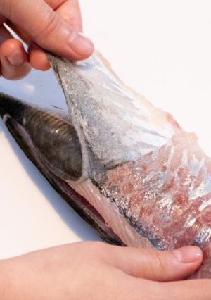 魚のさばき方 - アジでコツを掴む！-レシピのメイン写真
