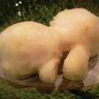 生姜の皮むき