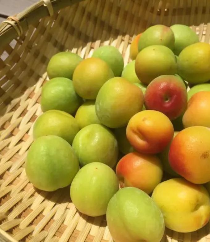 発酵器で時短「梅シロップ」 by タニカ電器 【クックパッド】 簡単