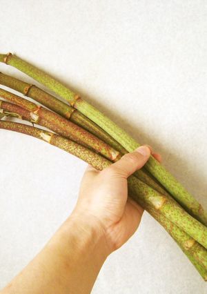 イタドリ茶-レシピのメイン写真