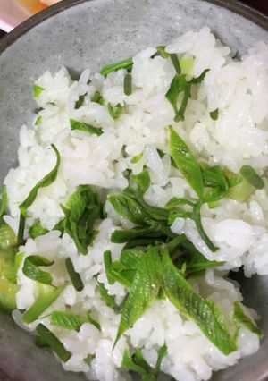 白ごはんから作る絶品★コシアブラごはん-レシピのメイン写真