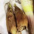 タケノコ総括(茹で・保存)
