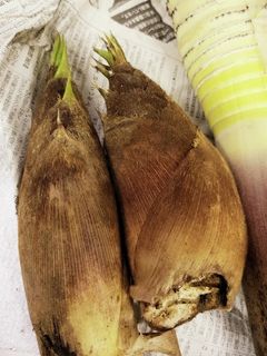 タケノコ総括(茹で・保存)-レシピのメイン写真