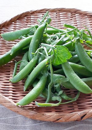 【野菜ソムリエ】スナップエンドウの筋取り-レシピのメイン写真