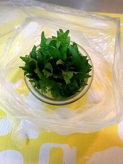 取り出し簡単!大葉の保存-レシピのメイン写真