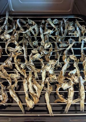 カタクチイワシの煮干しの作り方-レシピのメイン写真