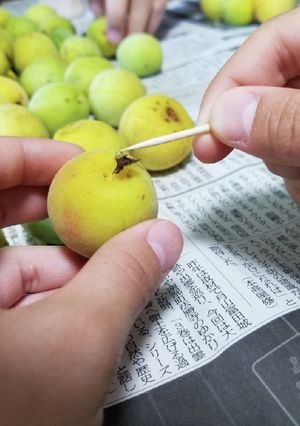 梅干し【6月中旬～7月上旬 下ごしらえ】-レシピのメイン写真