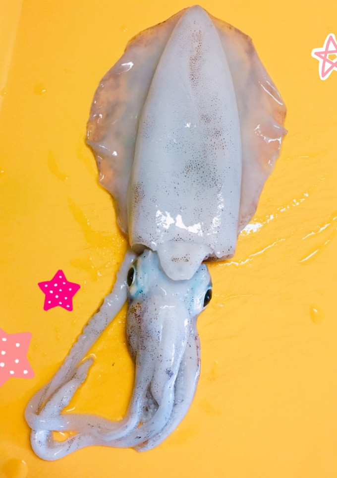 イカのさばき方-レシピのメイン写真