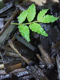 ふきと昆布の佃煮-レシピのメイン写真