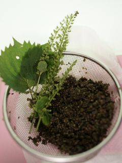 <シソの実>冷凍保存-レシピのメイン写真