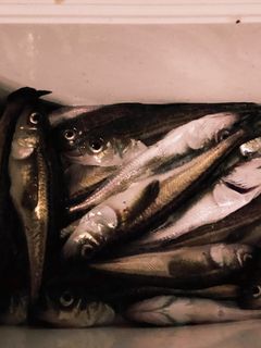 ハタハタの塩焼き!-レシピのメイン写真