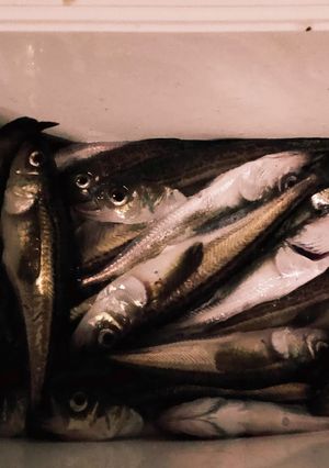 ハタハタの塩焼き!-レシピのメイン写真