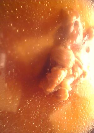 鶏手羽元と大根の酢と醤油の煮物-レシピのメイン写真