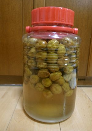 冷凍にしなくても作れる梅シロップ-レシピのメイン写真