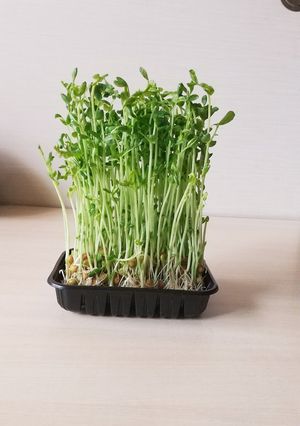 豆苗の保存再収穫にピッタリの容器はコレ！-レシピのメイン写真