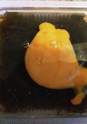 もずく卵-レシピのメイン写真