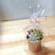 クッキーで多肉植物寄せ植え風