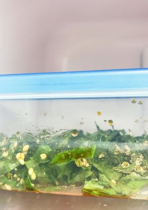 ご飯が進む！大葉の醤油漬け-レシピのメイン写真