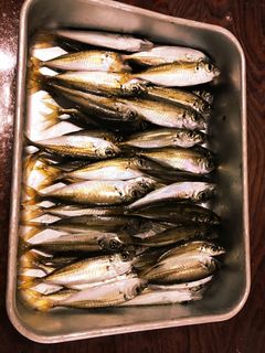 アジフライとはまた違う!豆アジの天ぷら!-レシピのメイン写真